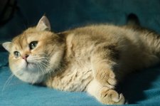 ブリティッシュショートヘア【・男の子・2021年7月13日・ブラックゴールド】