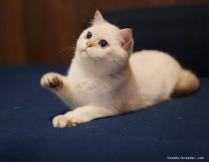 ブリティッシュショートヘア【千葉県・男の子・2025年5月23日・ゴールドポイント】の写真1「ふんわりとしたクリーム色の被毛に、毛先だけが柔らかく黄金色に染まるエレガントなニャンコです。」