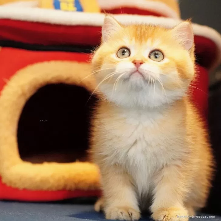 ID：2502-01335の子猫