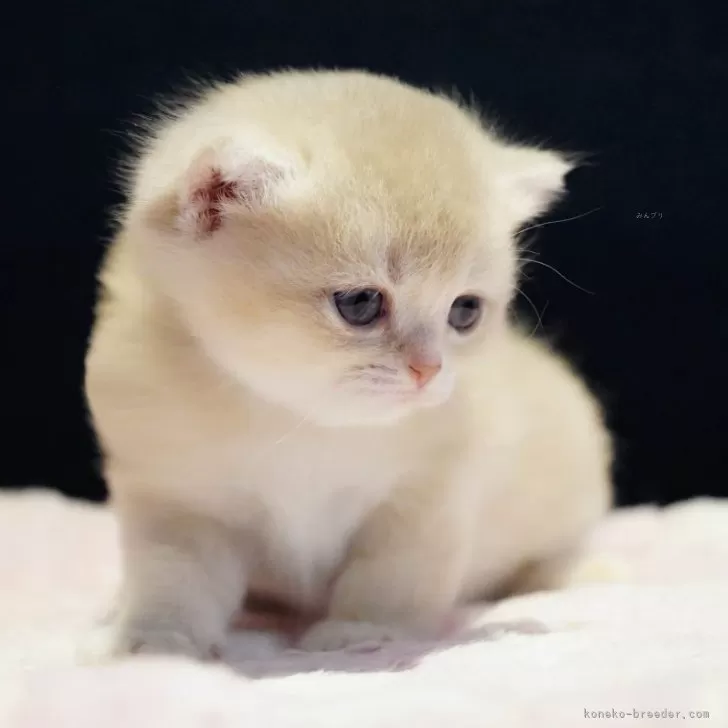 ID：2508-02724の子猫