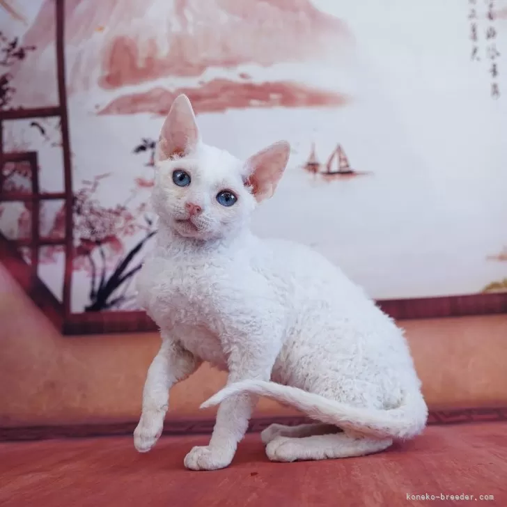 ID:2412-02380の子猫