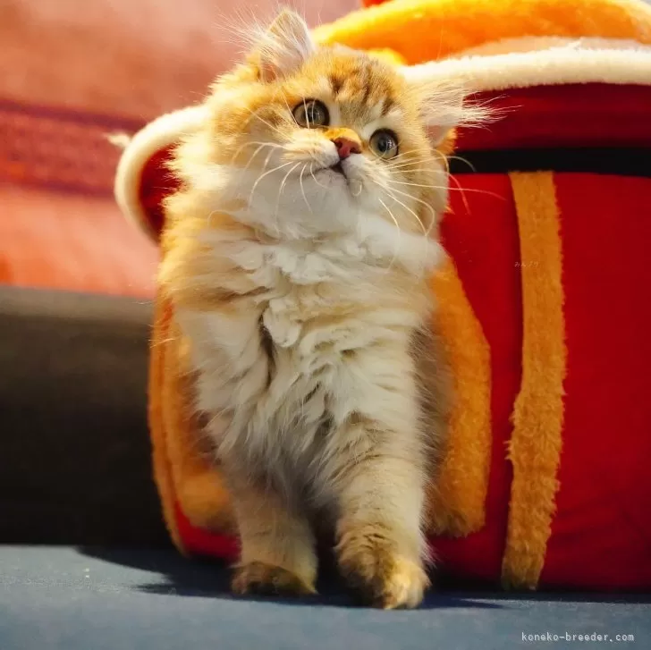 ID:2502-00826の子猫