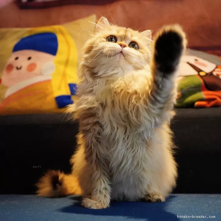 ID：2411-01767の子猫