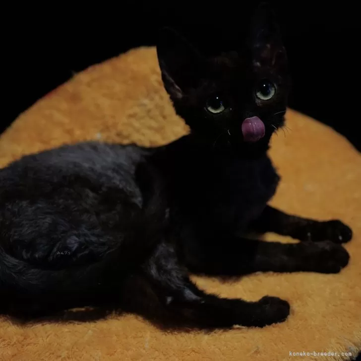 ID：2502-02083の子猫