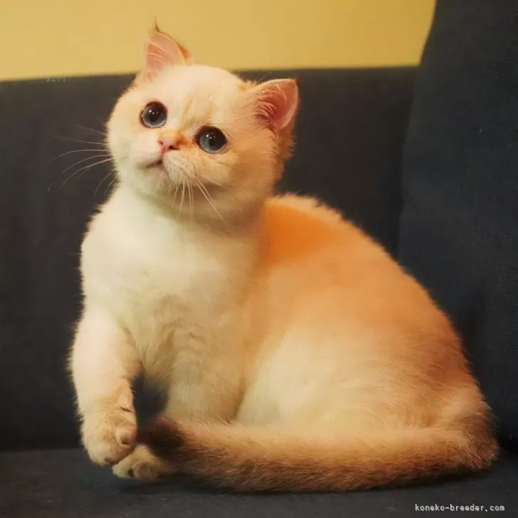 ID：2505-01202の子猫