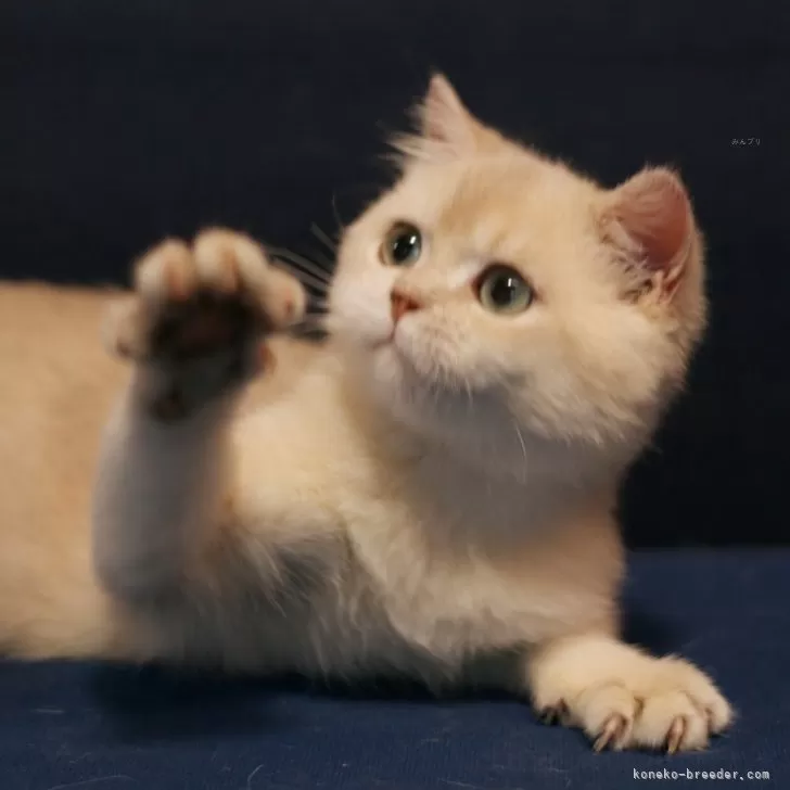 ID：2510-01559の子猫