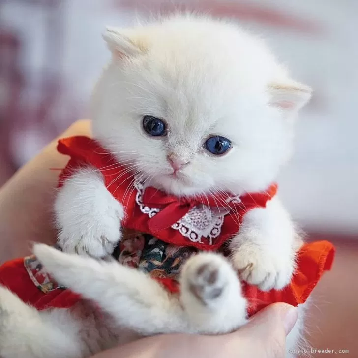 ID：2503-02894の子猫