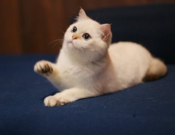 ブリティッシュショートヘア【千葉県・男の子・2025年5月23日・ゴールドポイント（柔らかくてふわふわ）】の写真「活発な性格、遊びが好きでかわいい子です。」