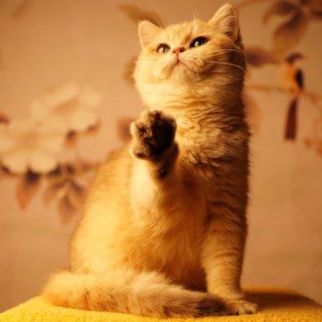 ブリティッシュショートヘア【千葉県・女の子・2025年7月4日・ブルーゴールデンシェーデッド（柔らかくてふわふわです）】の写真「12月に雑誌の撮影に参加しました。」