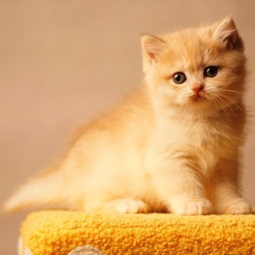 ブリティッシュショートヘア【千葉県・男の子・2025年10月20日・キャラメルブルーゴールデンシェーデッド（柔らかくてふわふわ）】の写真「活発な性格、遊びが好きでかわいい子です。」