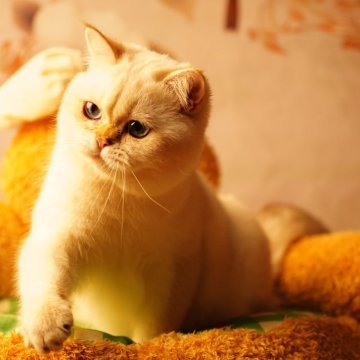 ブリティッシュショートヘア【千葉県・男の子・2025年5月23日・ゴールドポイント（柔らかくてふわふわ）】の写真「活発な性格、遊びが好きでかわいい子です。」