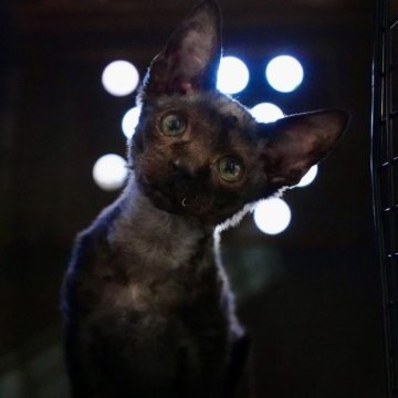 デボンレックス【千葉県・男の子・2024年10月5日・ブラック（柔らかい巻毛です）】の写真「とても人懐っこい、甘えん坊です。」