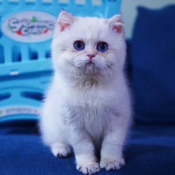 ブリティッシュショートヘア【千葉県・男の子・2025年1月27日・ゴールドポイント、極めて珍しい毛色（とてもふわふわで艶があり美しい）】の写真「とても人懐っこい、甘えん坊です。」