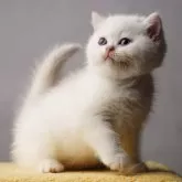 ブリティッシュショートヘア