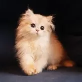 ブリティッシュロングヘア