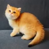 ブリティッシュショートヘア