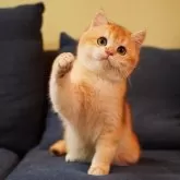 ブリティッシュショートヘア