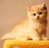 ブリティッシュショートヘア