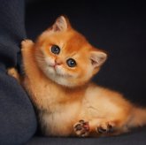 ブリティッシュショートヘア
