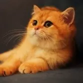 ブリティッシュショートヘア