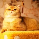 ブリティッシュショートヘア