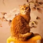 ブリティッシュショートヘア