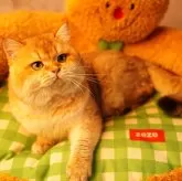 ブリティッシュショートヘア