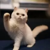 ブリティッシュショートヘア