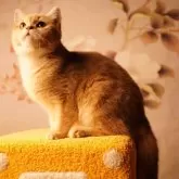 ブリティッシュショートヘア