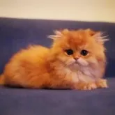 ブリティッシュロングヘア