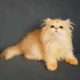 ブリティッシュロングヘア