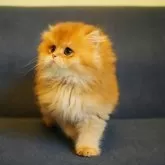 ブリティッシュロングヘア【千葉県・男の子・2025年5月1日・ブラックゴールデンシェーデッド】の写真2