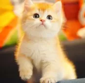 ブリティッシュショートヘア【千葉県・男の子・2024年12月25日・チョコレートゴールデンシェーデッド】の写真3「まるでデジタルでデザインされたかのように整っています」