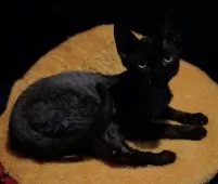 デボンレックス【千葉県・女の子・2024年10月5日・ブラック】の写真3「体がほそくて、優雅に歩く姿が魅力的」