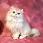 ブリティッシュロングヘア【千葉県・女の子・2025年5月10日・ブルーゴールデンシェーデッド(キャラメル)】の写真4