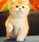 ブリティッシュショートヘア【千葉県・男の子・2024年12月25日・チョコレートゴールデンシェーデッド】の写真4