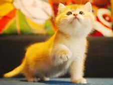 ブリティッシュショートヘア【千葉県・男の子・2024年12月25日・チョコレートゴールデンシェーデッド】の写真5