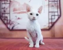 デボンレックス【千葉県・男の子・2024年10月5日・ホワイト】の写真6