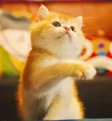 ブリティッシュショートヘア【千葉県・男の子・2024年12月25日・チョコレートゴールデンシェーデッド】の写真6