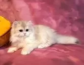 ブリティッシュロングヘア【千葉県・女の子・2025年5月10日・ブルーゴールデンシェーデッド(キャラメル)】の写真7「人のそばが大好きな甘えん坊です」