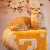 ブリティッシュロングヘア【千葉県・男の子・2025年6月15日・ライラックゴールデンシェーデッド】の写真5