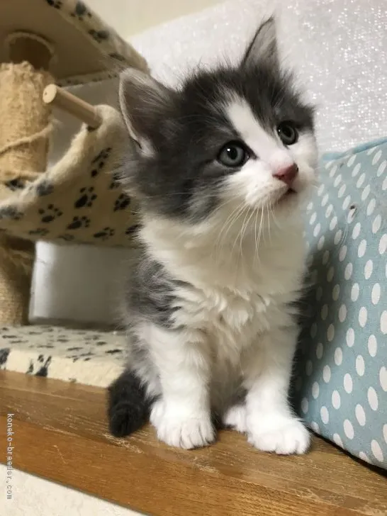 ID：2002-00247の子猫