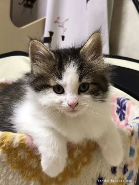 ID:2011-01618の子猫