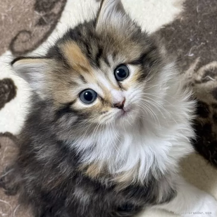 ID:2412-00210の子猫