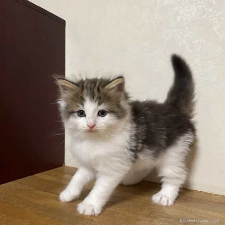 ID：2306-03510の子猫