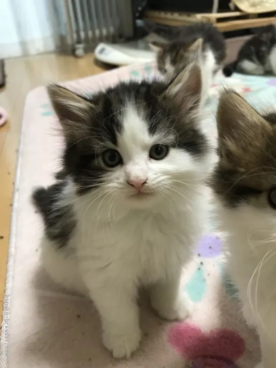 ID：1904-01669の子猫