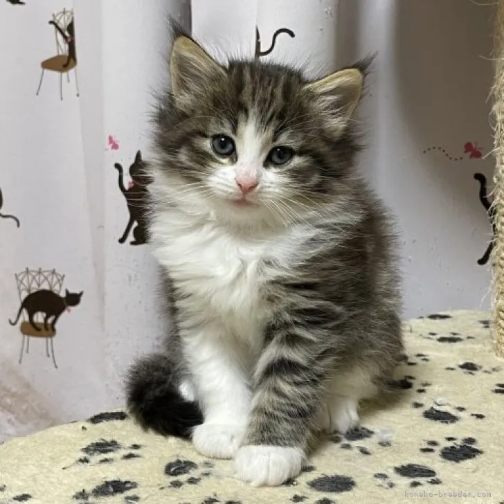 ID:2306-03509の子猫