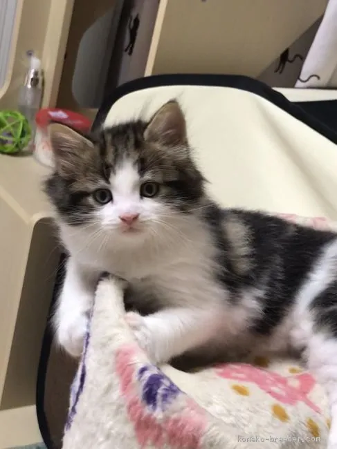 ID：2011-01612の子猫