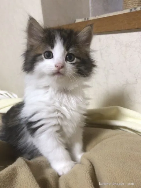 ID:2011-00830の子猫