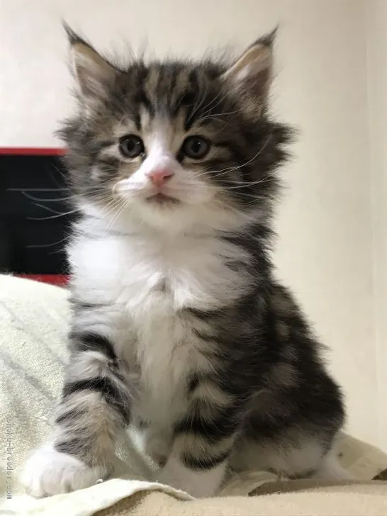 ID：2004-00118の子猫